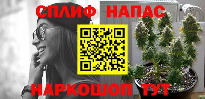 гашик Камышлов